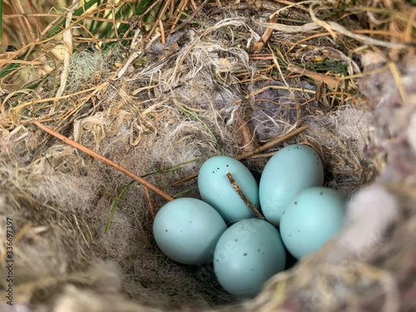 Obraz nest with eggs