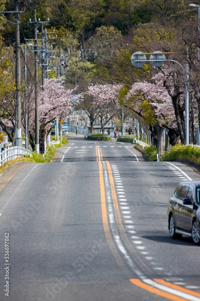 Fototapeta 道路沿いの満開の桜