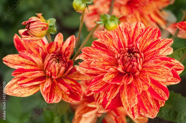 Fototapeta Red Flowers