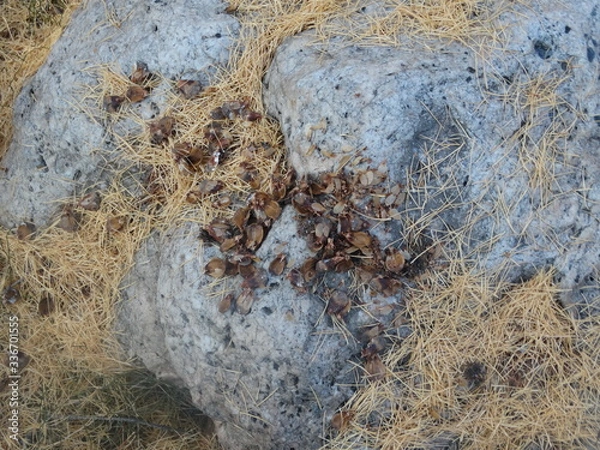 Obraz Обед белки