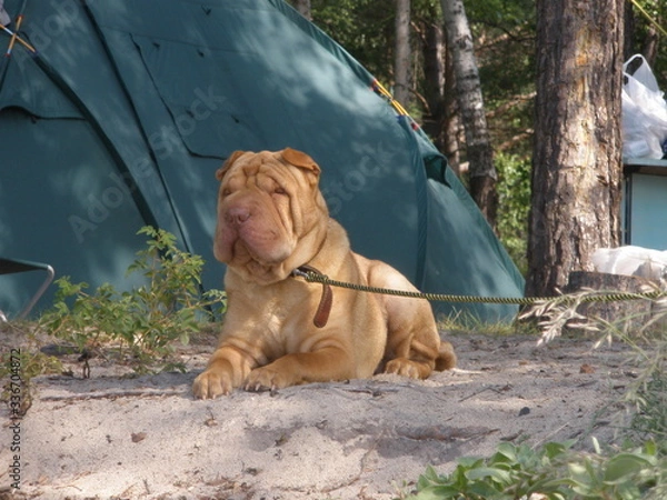 Obraz OLYMPUS DIGITAL CAMERA