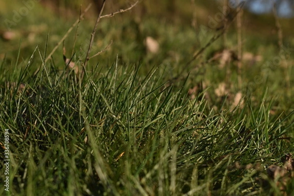 Obraz green grass on the ground