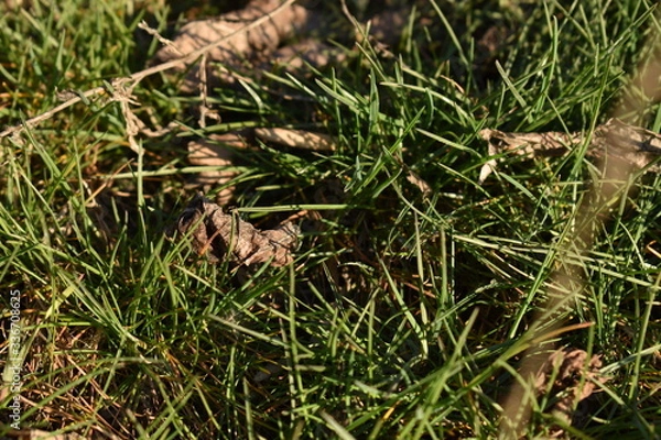 Obraz grass in the grass