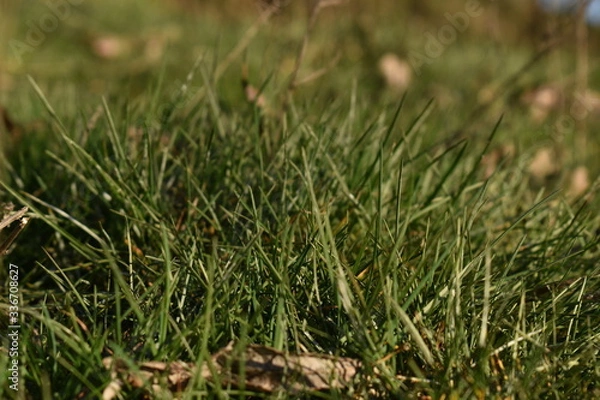 Obraz green grass background