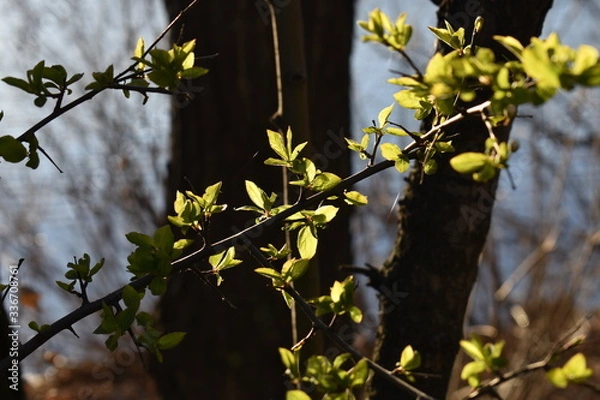 Obraz leaves on the tree