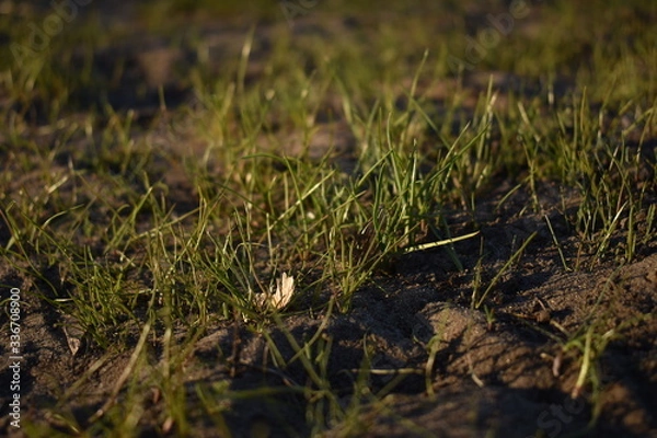 Obraz grass in the grass