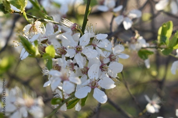 Obraz apple tree flowers