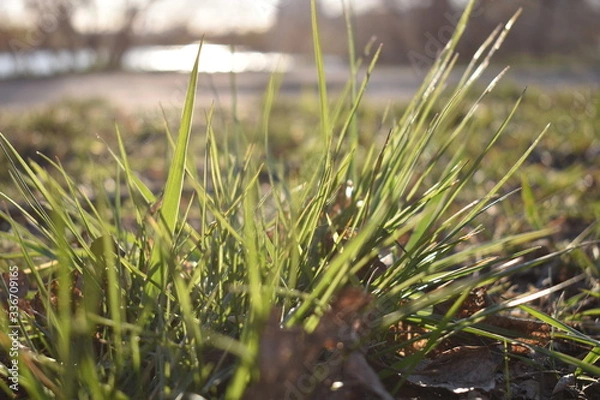 Obraz green grass in the wind