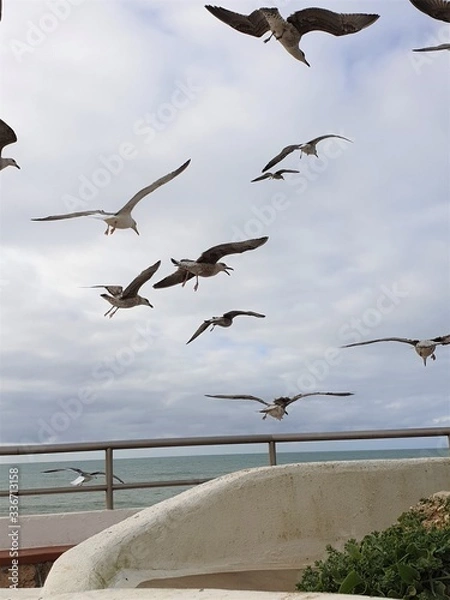 Obraz seagulls on the beach