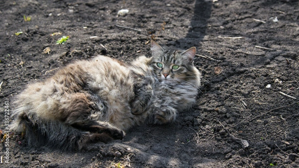 Fototapeta A tabby cat lies on black ground and enjoys the spring sun. A happy fluffy animal basking on its back on the street. Behind sprouts of green tulips.