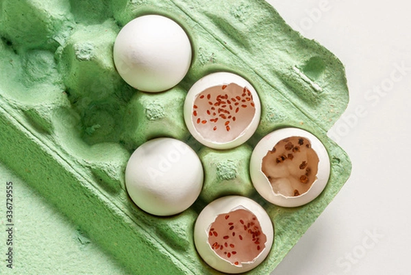Fototapeta Growing seedlings, microgreens in an empty shell of chicken eggs.