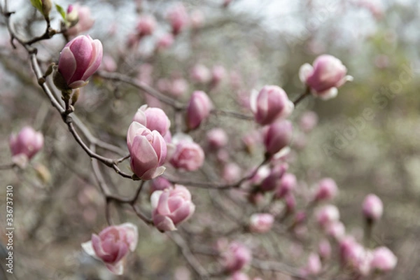 Obraz Magnolia tree blossom.