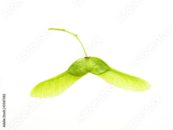 Fototapeta maple seed