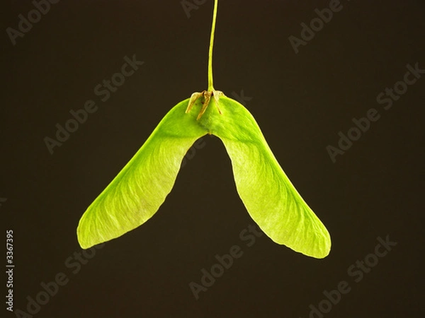 Obraz maple seed