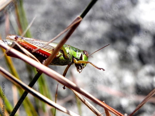 Obraz grasshopper sitting on a leaf