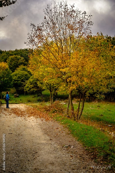 Obraz Viale Alberi Autunno