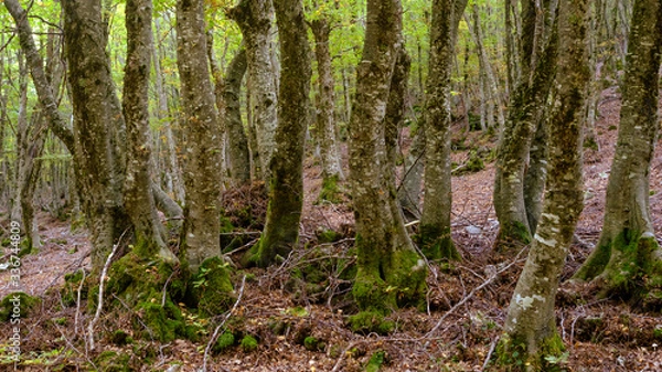 Obraz Alberi autunno tronchi