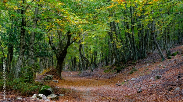 Obraz Viale alberato