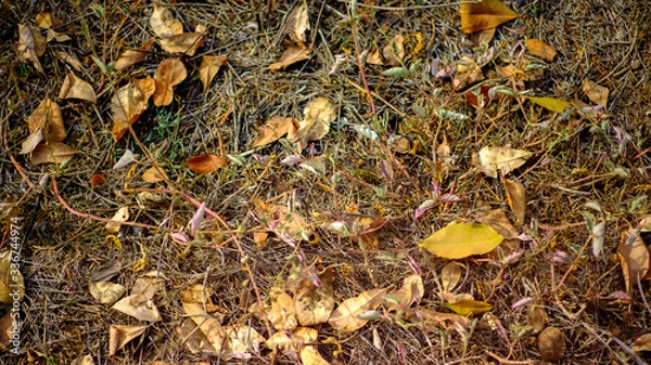 Obraz Foglie Autunno