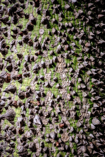 Obraz Albero Tronco aghi