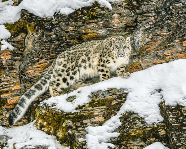 Fototapeta leopard in the snow