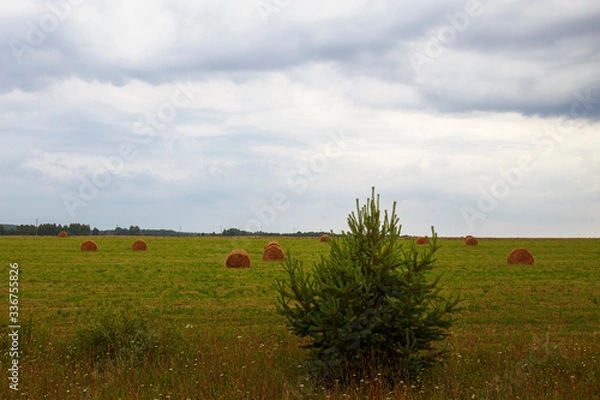 Fototapeta Disturbing clouds are located over a field of wild flowers. Ivanovo region, Russia.