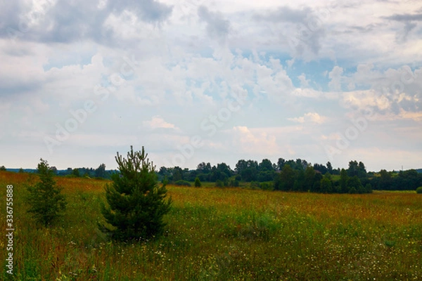 Fototapeta Disturbing clouds are located over a field of wild flowers. Ivanovo region, Russia.