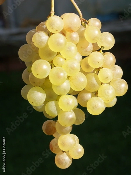 Obraz grappe de raisin