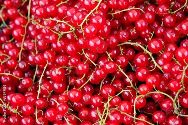 Fototapeta red currants