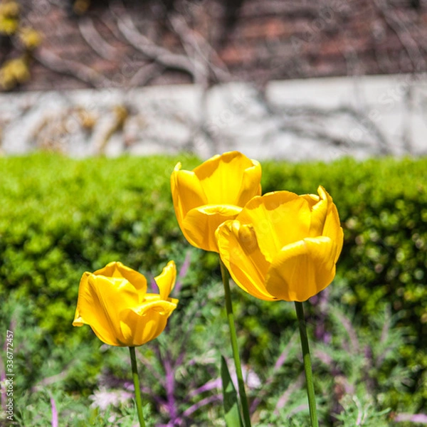 Fototapeta yellow  tulips