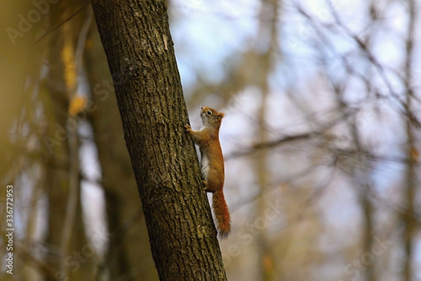 Obraz The American red squirrel is smaller size North American tree squirrels.