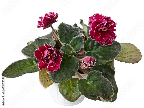 Obraz A Bouquet of Blooming Violets of Uzambar, Hybrid, Selective, Bright Red, With A White Border, Half-Double. Isolated On Black Background