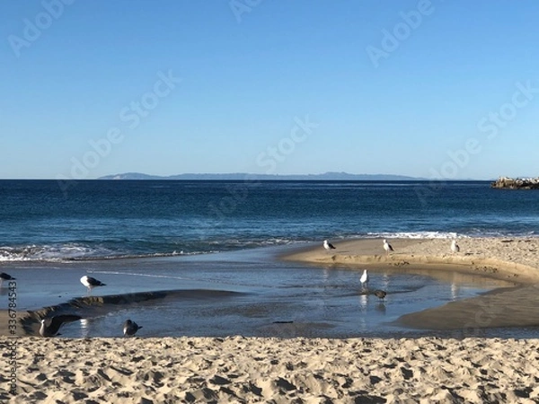 Obraz Low tide with birds