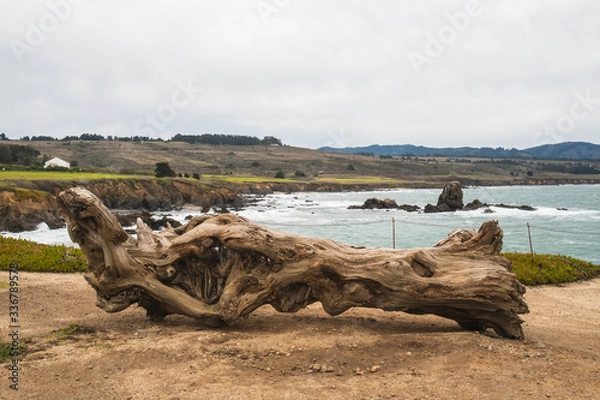 Obraz View of the Atlantic sea from the Californian coast and in the foreground a tree trunk
