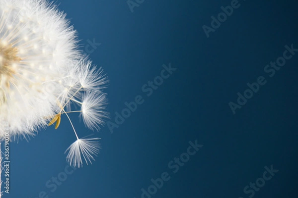 Fototapeta spring time dandelion clock background 