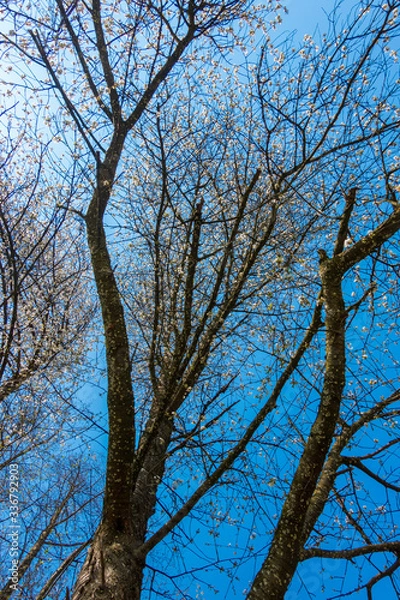 Obraz Kirschblüten im Frühling