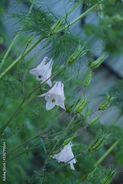 Obraz white butterfly in the forest