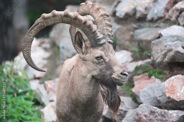 Obraz Siberian ibex