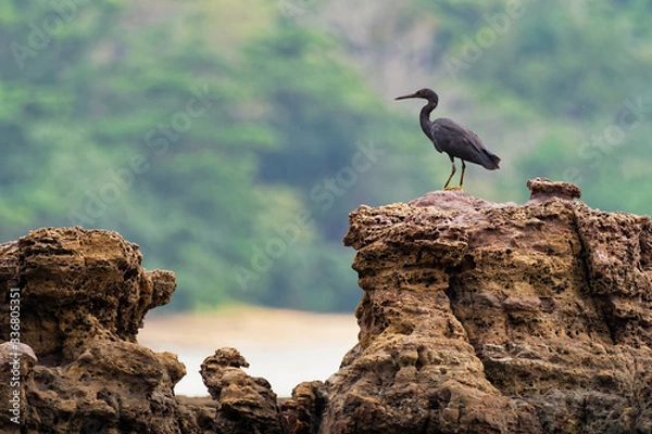 Fototapeta Pacific Reef-egret - Egretta sacra known as the eastern reef heron or eastern reef egret, species of heron found throughout southern Asia and Oceania, dark and light morph bird