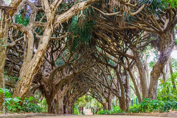 Obraz Alley of dragon 's dracaena.