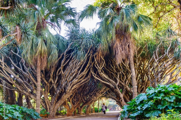 Obraz Avenue of the dragon dracaena. Jardin d'essai du Hamma Botanical garden. Alger