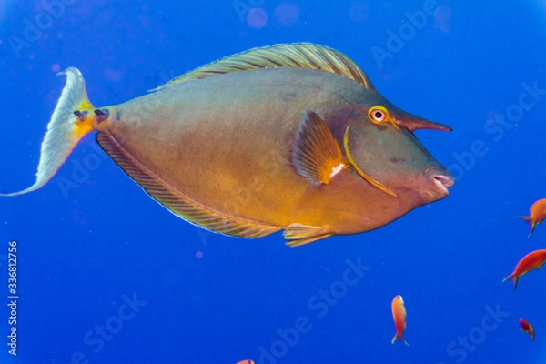 Obraz Unicorn fish (Naso unicornis) underwater photo close -up on a blue background. Red sea. Egypt.