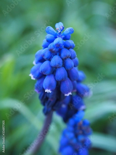 Obraz Szafirowa głowa