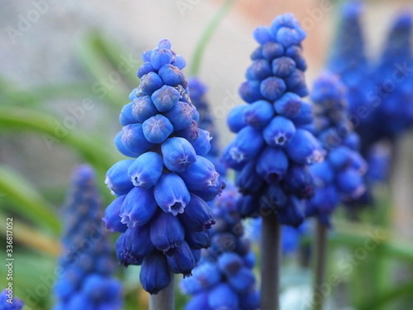 Obraz Szafirowe głowy