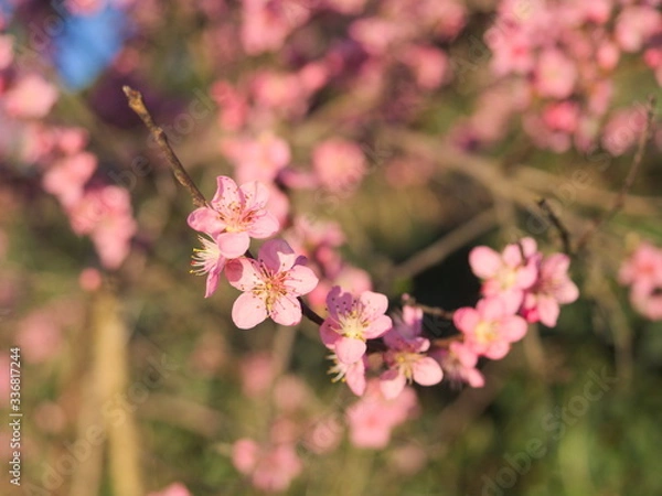 Obraz brzoskwinia #025