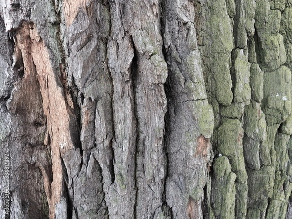 Obraz Kora starego klonu