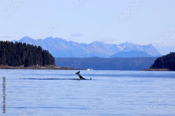 Fototapeta Strait Point, Alaska / USA - August 13, 2019: Orca at Strait Point, Strait Point, Alaska, USA