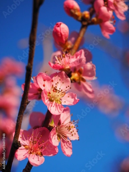 Obraz kwiaty brzoskwini