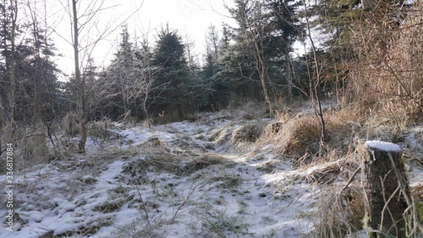 Obraz Oszroniona łączka