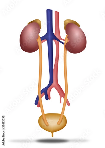 Fototapeta Aparato excretor